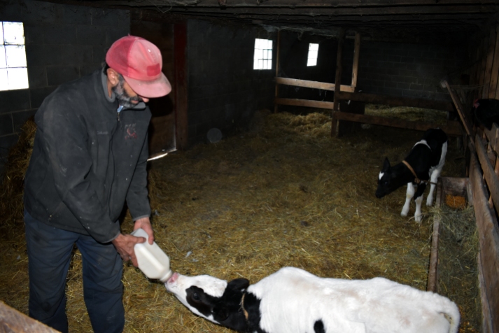 Al Rysavy feeds a 2 month old calf milk replacer on Family Farm near Owatonna, MN, Saturday, Oct. 12-13, 2018. (Photo/Albert Rysavy)