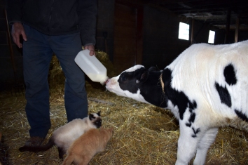 Al Rysavy feeds calf milk replacement while cats stand by near Family Farm near Owatonna, MN, Saturday, Oct. 12-13, 2018. (Photo/Albert Rysavy)